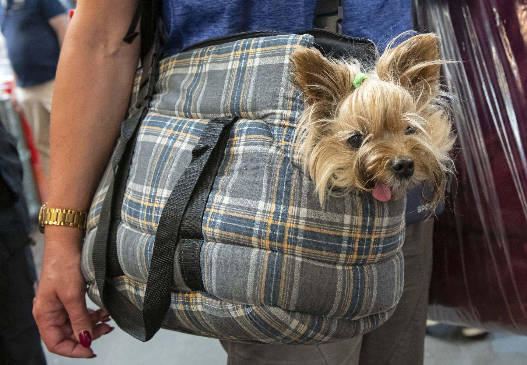 12. Yorkshire terriers